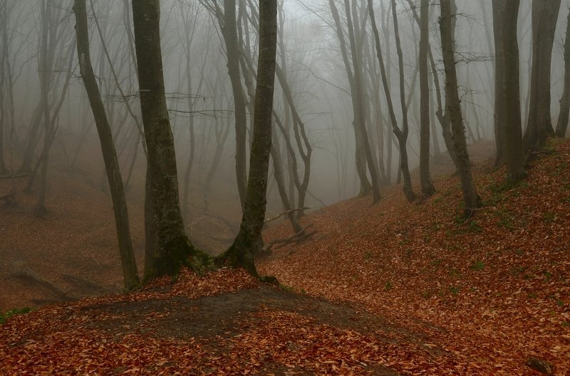 Поздняя осень в Ставропольском лесу