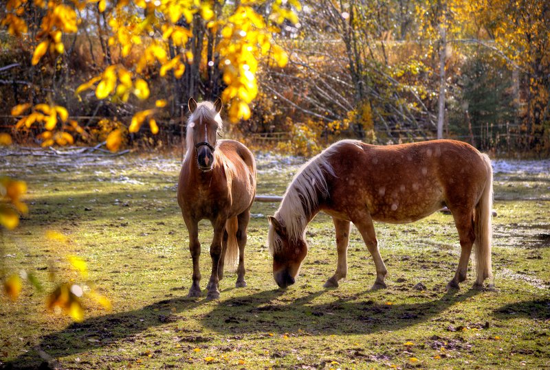 Финские лошадки погожим осенним днем