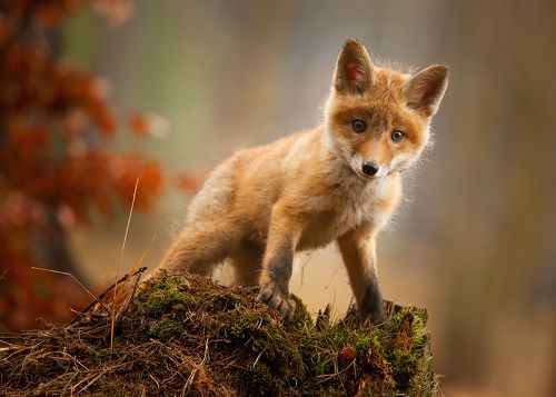 Fox