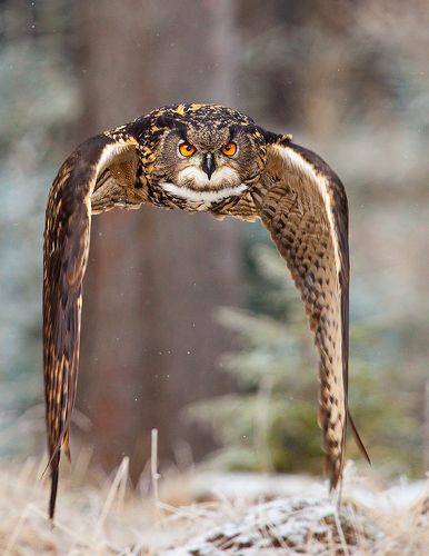 Bubo bubo