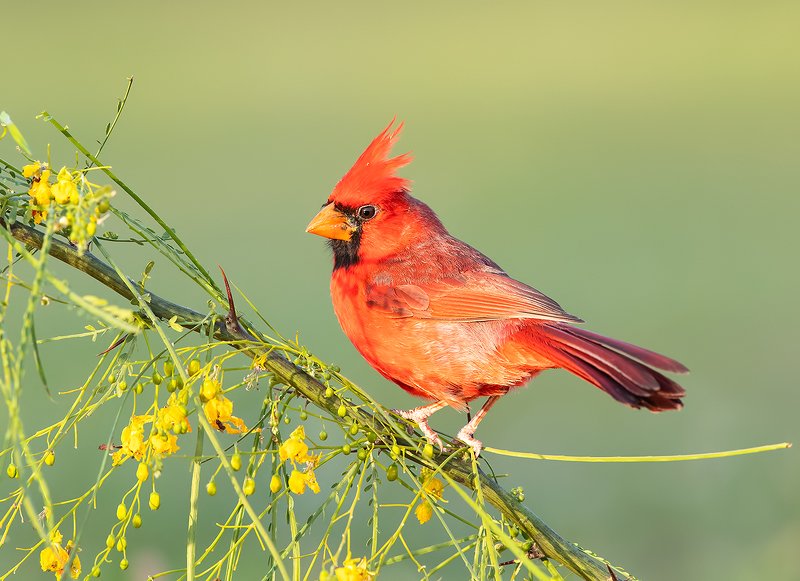 Northern Cardinal  male & female -  Красный кардинал самец и самка