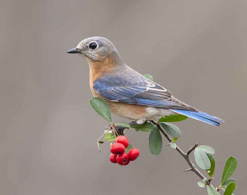 Pic of female bluebird - 🧡 Eastern Bluebird female - Download Photo - Sear...