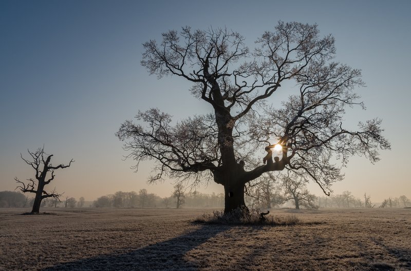 Beautiful oak in the morning