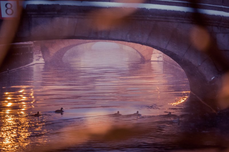 Розовые сны Петербужских мостов