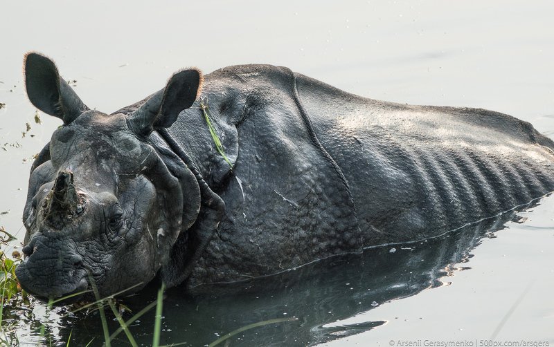 Indian rhinoceros Rhinoceros unicornis, also called greater one-horned rhinoceros or great Indian rhino with cub in a swamp. Wildlife photography in Asia