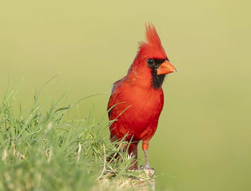 male Northern Cardinal - Самец. Красный кардинал