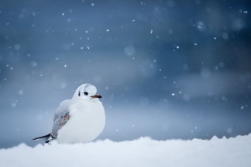 Gull in winter