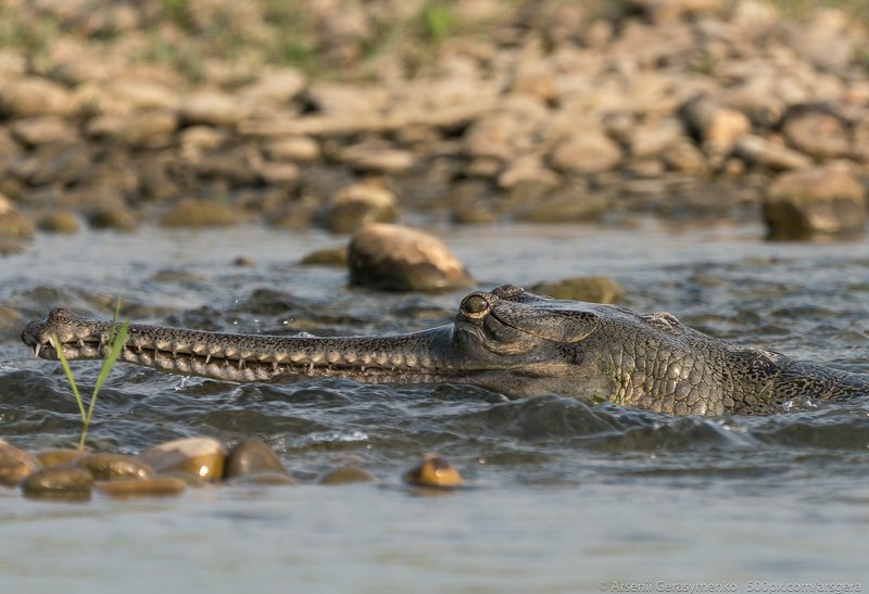gharial or false gavial close-up portrait in the river. Wildlife animal photo in Asia