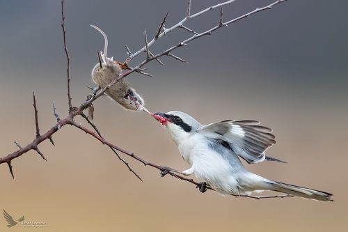 Mały ale bezwzględny zabójca przy swojej spiżarni - Srokosz, Northern Shrike (Lanius excubitor) ... 2019r