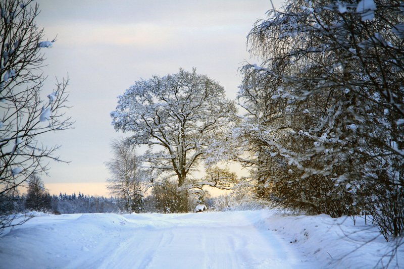 winters road in the countryside