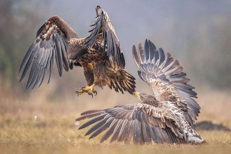 Eagles fight