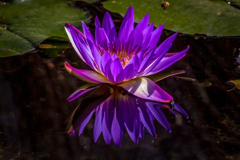purple Lotus