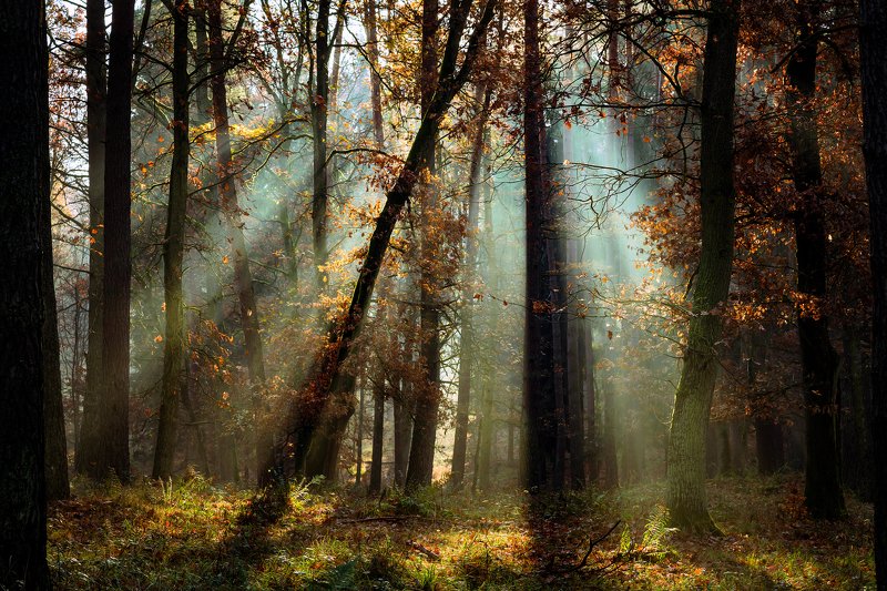 лесной свет