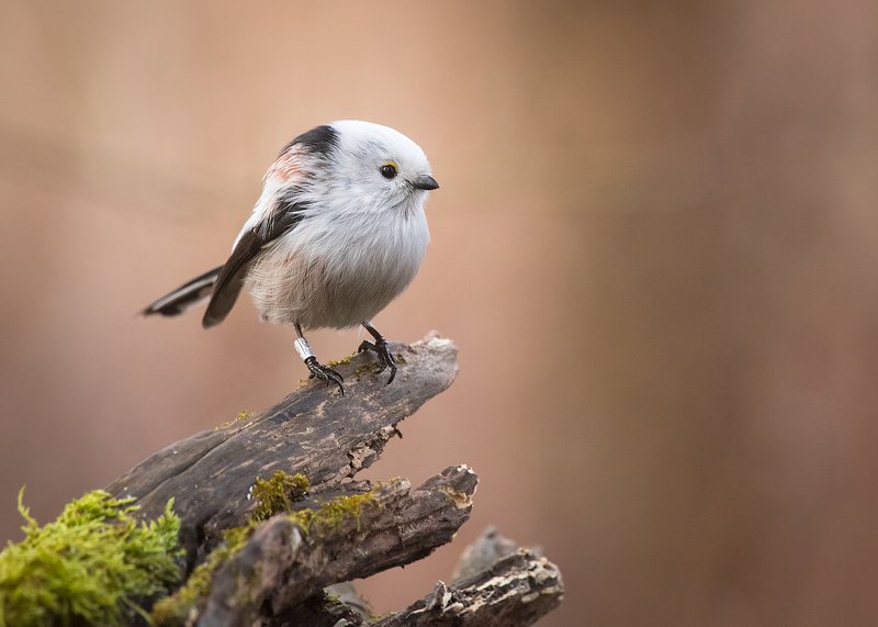  Long-tailed Tit