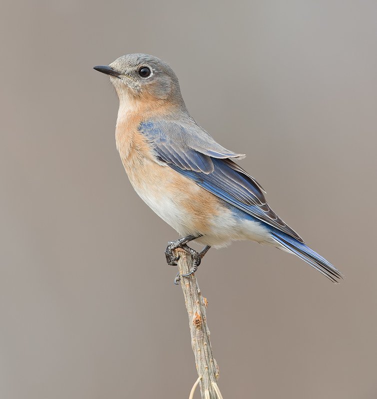 Female Eastern Bluebird - Восточная сиалия. самка