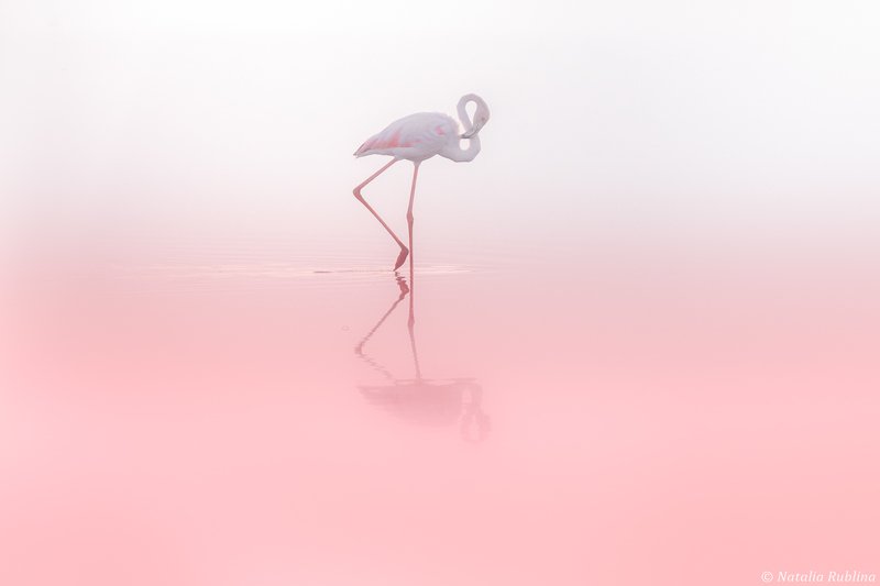 Фламинго...
