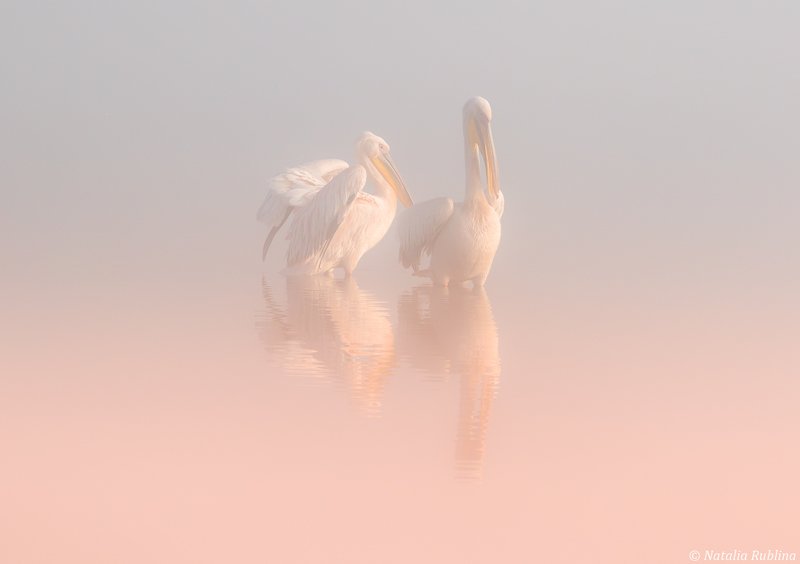 Два Ангела в утреннем тумане ...