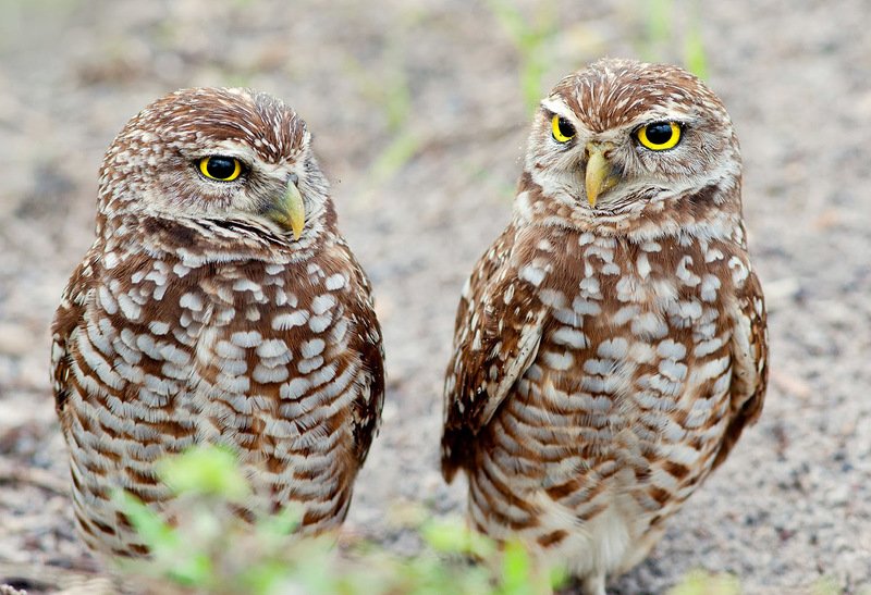 Burrowing Owls - Кроличий сыч
