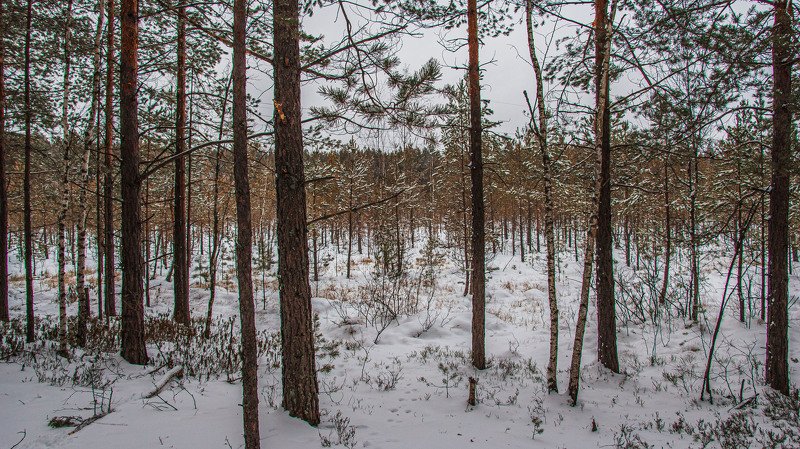 Зимний лес..., Земля Кулебакская
