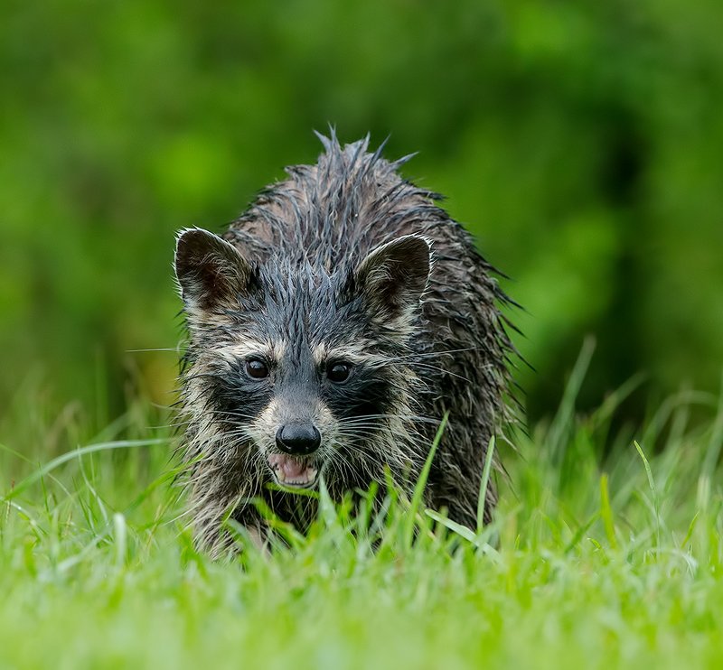 Енот-полоскун после дождя - Wet Raccoon