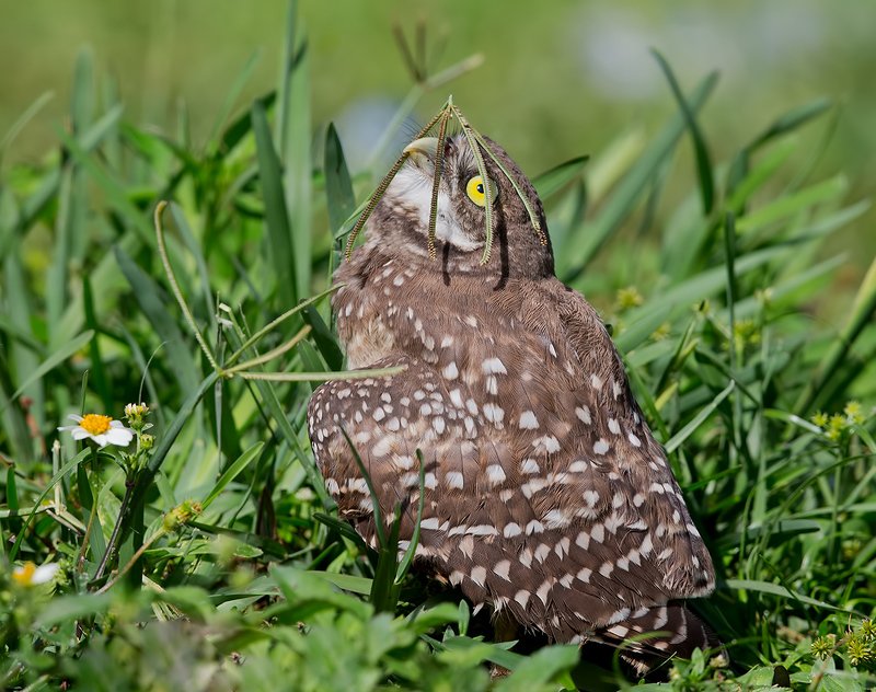 Сыч с зонтиком - Burrowing Owlet