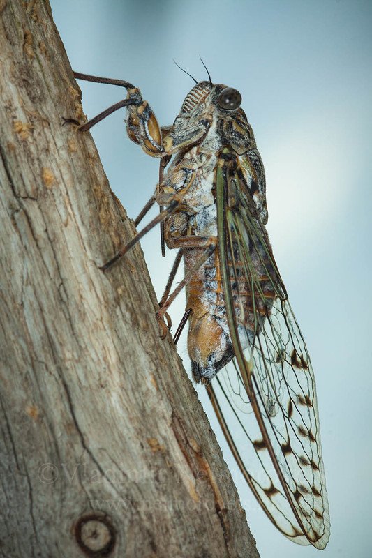 Ясеневая цикада (Cicada orni) откладывает яйца в сухой ствол сосны / Cicada orni is laying eggs in a dry pine trunk