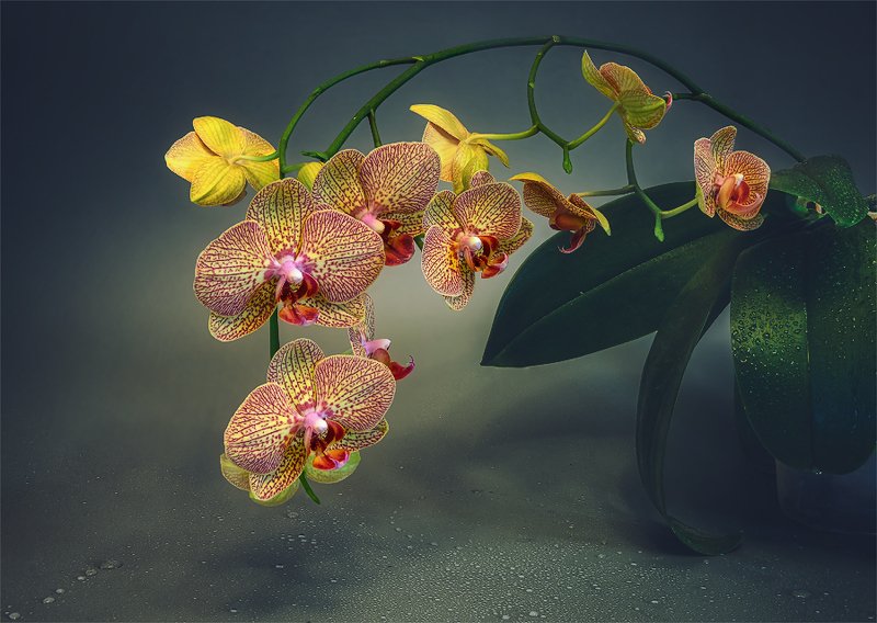 натюрморт с орхидеей