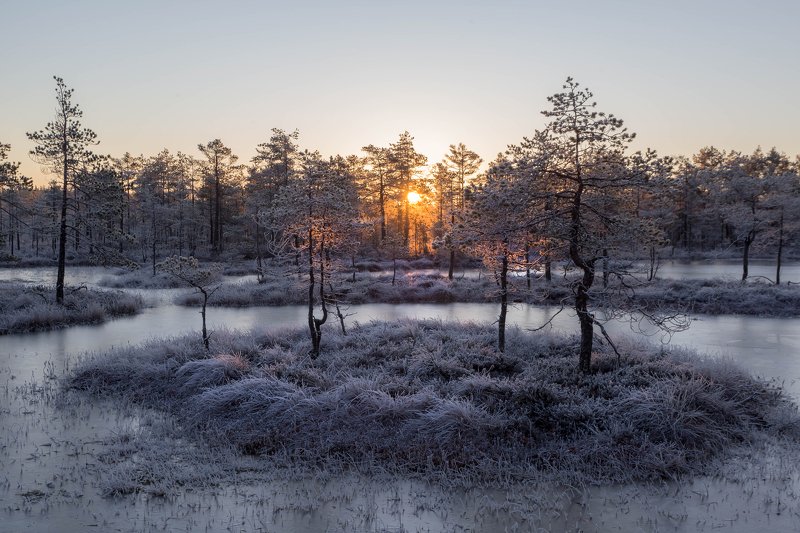 Морозный рассвет на болоте