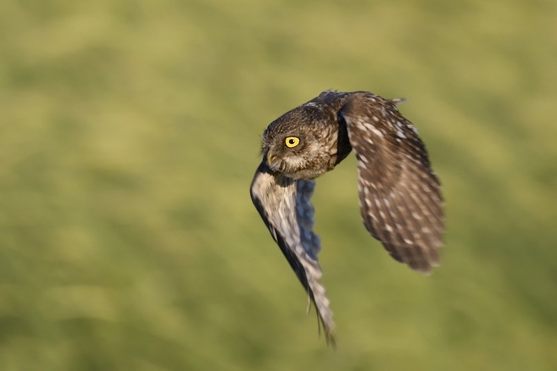 Athene noctua