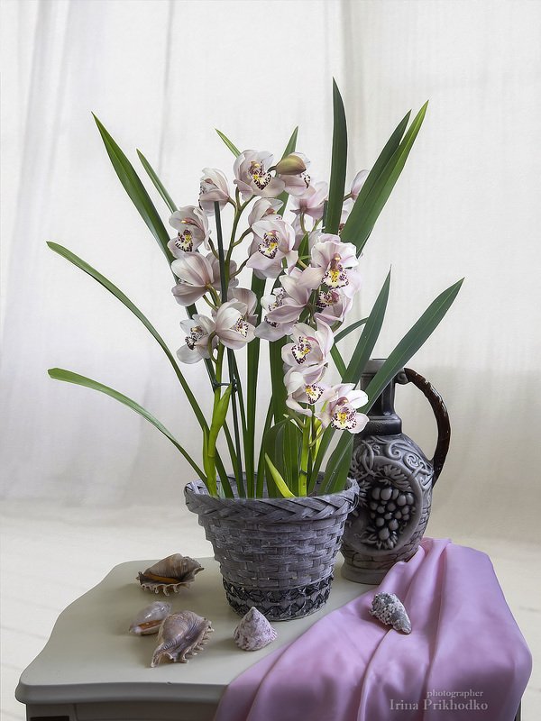 Натюрморт  с орхидеей цимбидиум