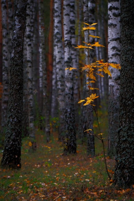 Осенний лес(II)