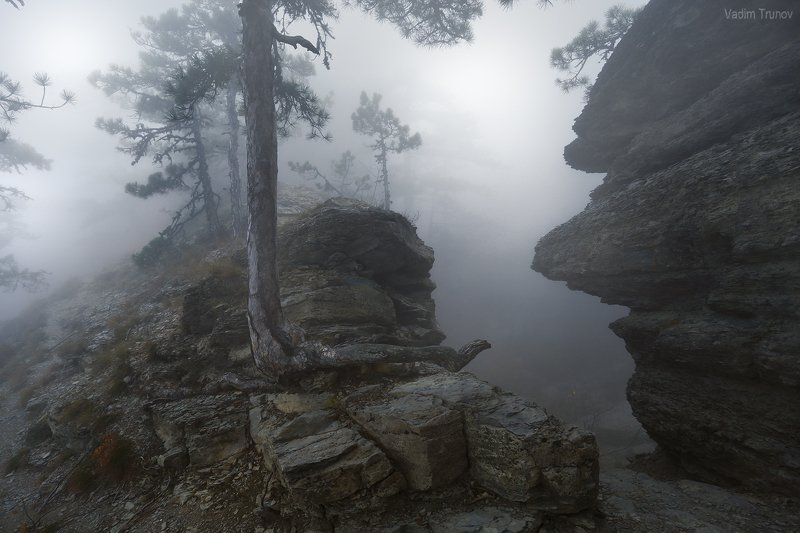 Заколдованный лес