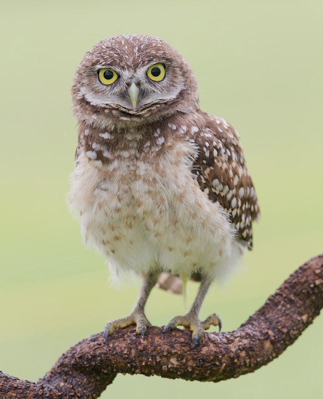 Burrowing Owl - Молодой Кроличий сыч