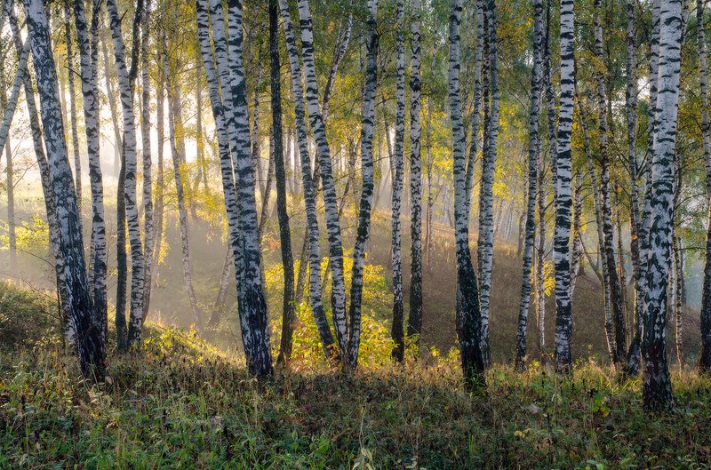 Фото березовый рай