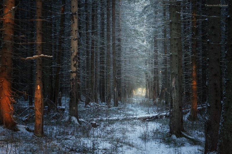 Лес в начале зимы