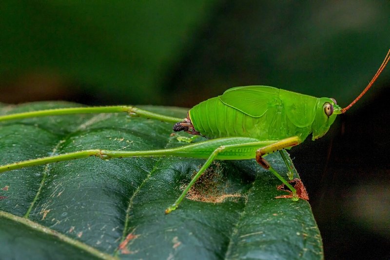 Tettigoniidae in garden