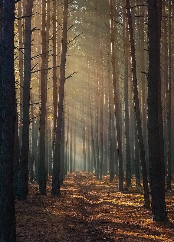 Тих и таинственен лес