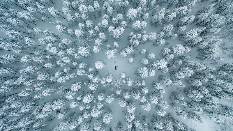 Снежный лес к Республике Коми