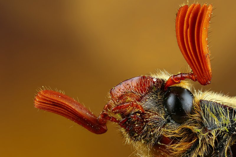 Портрет майского жука