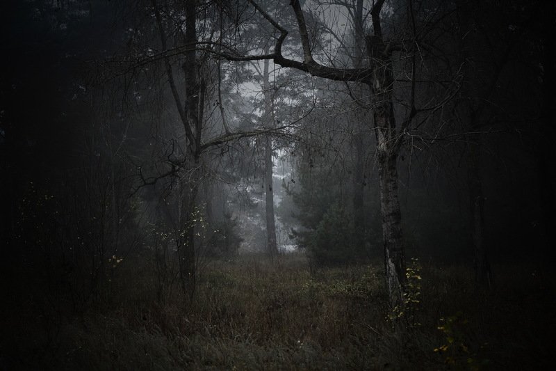 Осенний лес(VI)