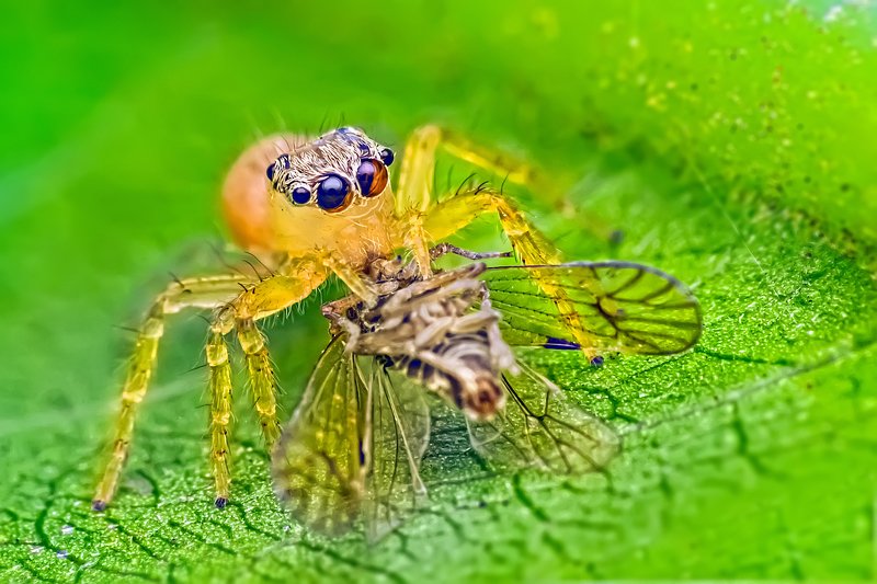 Jumping spider eating prey