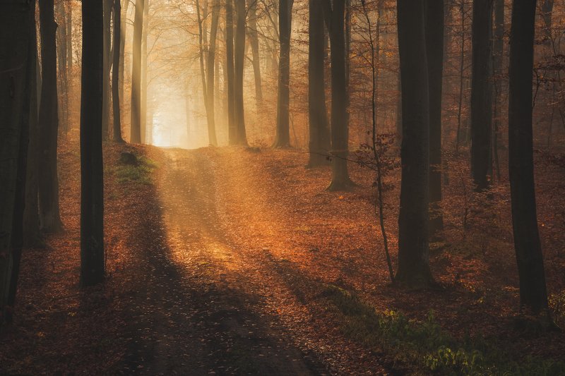 morning light in woodland