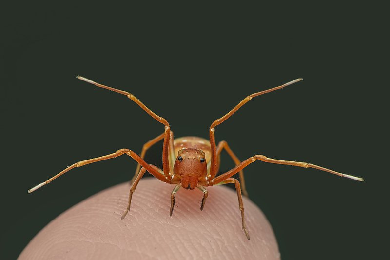 An amyciaea spider