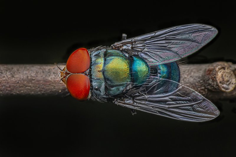 Macro of a calliphoridae (fly)