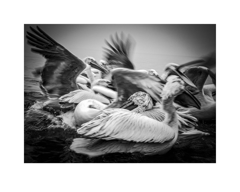 Pelicans-battle