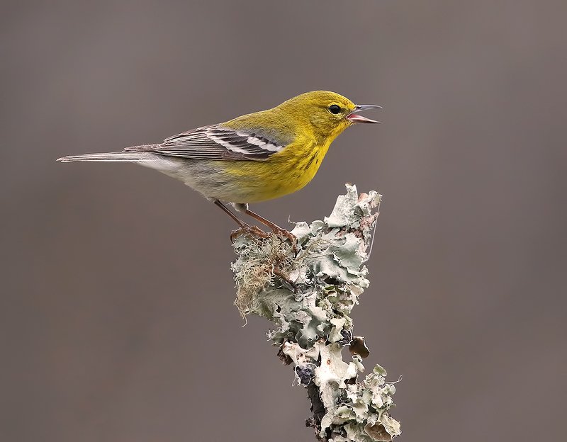 Yellow Warbler - Жёлтая древесница или золотистый лесной певун