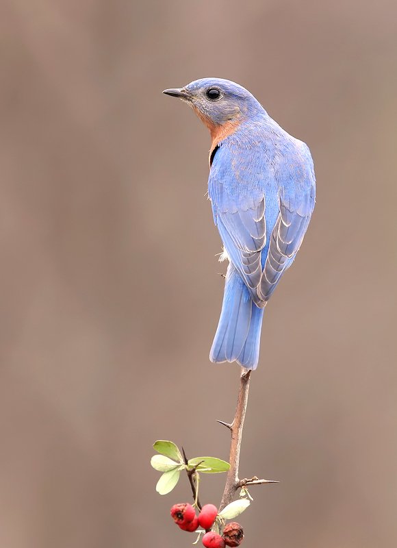 Eastern Bluebird male - Восточная сиалия самец