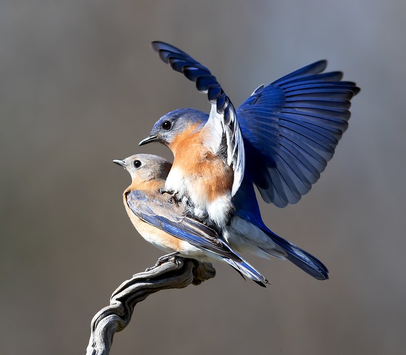 Couple Eastern Bluebirds - Пара Восчточная сиалия