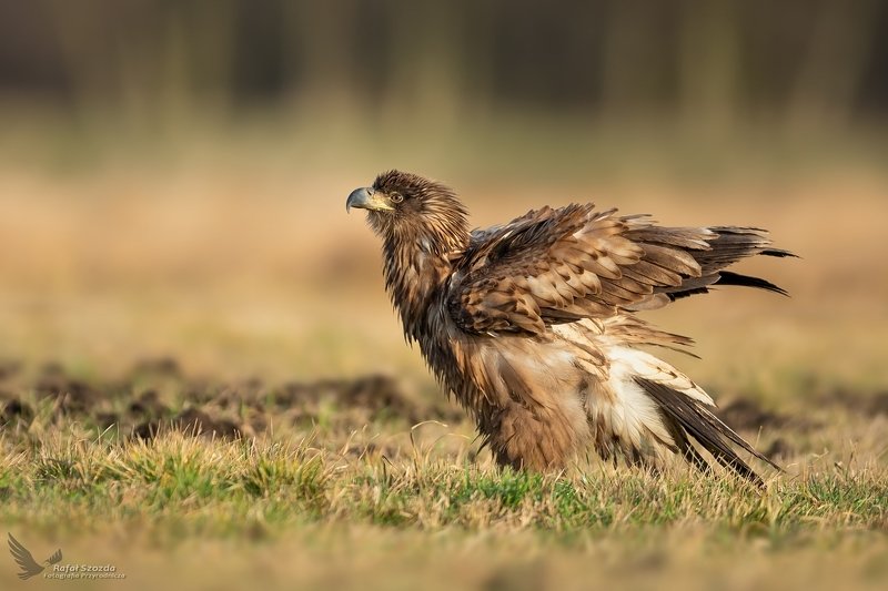 Nastroszona młodzież - Bielik, White-tailed Eagle (Haliaeetus albicilla) ... 2020r