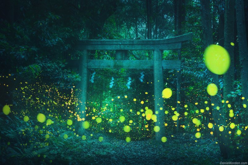 Japan fireflies